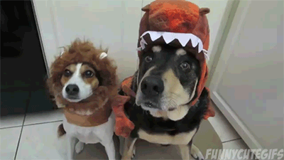 <b> Like children, dogs have birthday parties and dress up for Halloween. </b> Just search "dog birthday party" on Etsy and pray that your significant other won’t make you pose for photos with her tutu-wearing bulldog. Like children, dogs have birthday parties and dress up for Halloween.