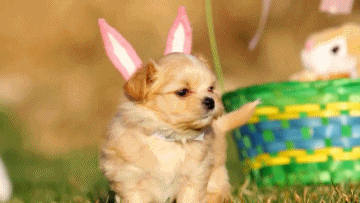 <b> OK, dogs might dress up more often than just on Halloween. </b> Spoiled canines probably have more sweaters than you. And they will wear them outside during walks, so you must not be easily embarrassed. Dogs might dress up more often than just on Halloween