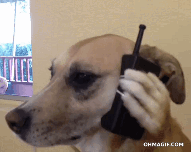 <b> We talk to our dogs. </b> Remember, they are people with four legs and fur. We talk to our dogs