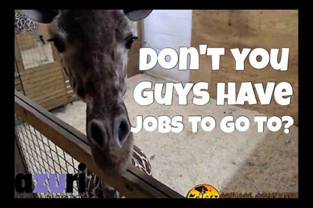 Memes About April The Giraffe That Will Make You LOL