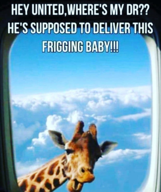 Memes About April The Giraffe That Will Make You LOL