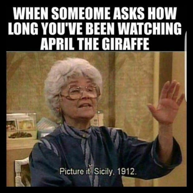 Memes About April The Giraffe That Will Make You LOL