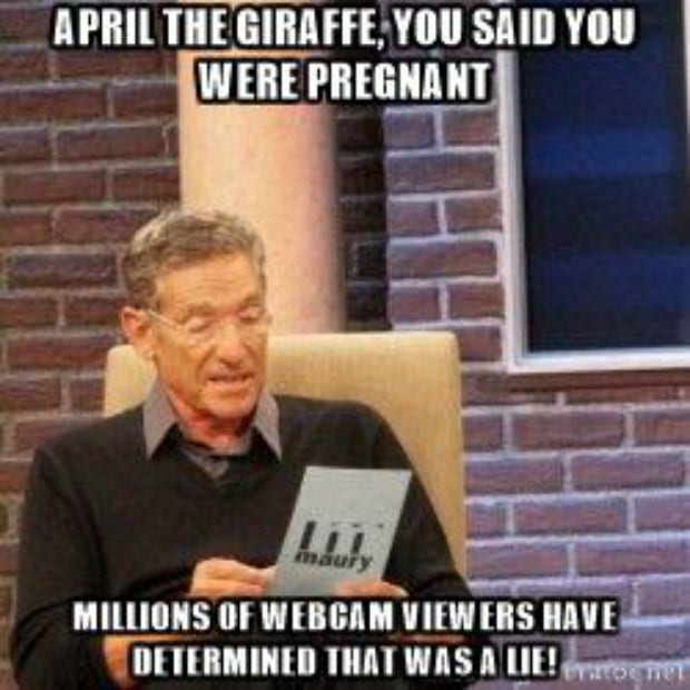 Memes About April The Giraffe That Will Make You LOL