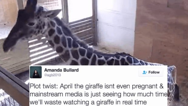 Memes About April The Giraffe That Will Make You LOL