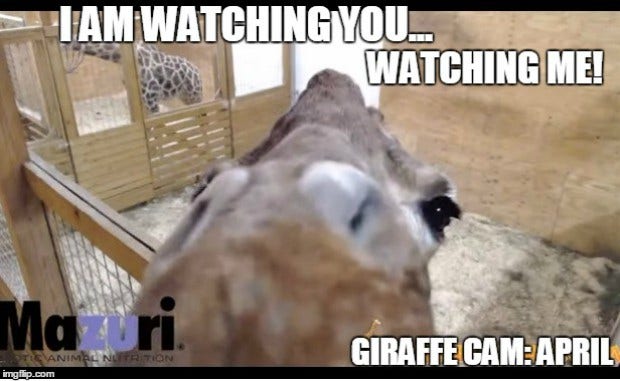 Memes About April The Giraffe That Will Make You LOL