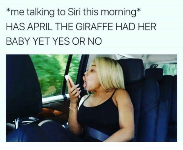 Memes About April The Giraffe That Will Make You LOL