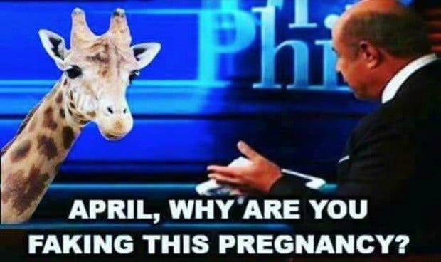 Memes About April The Giraffe That Will Make You LOL