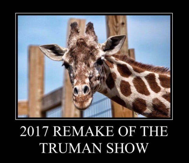 Memes About April The Giraffe That Will Make You LOL