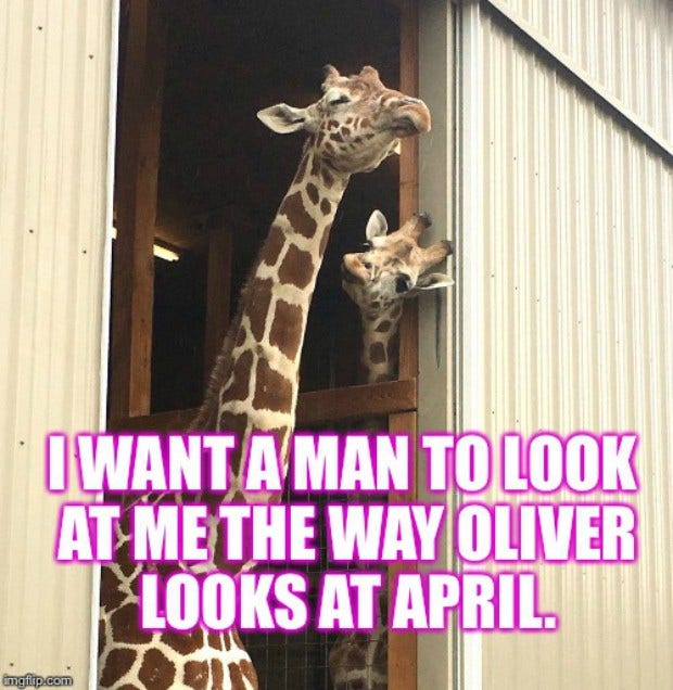 Memes About April The Giraffe That Will Make You LOL