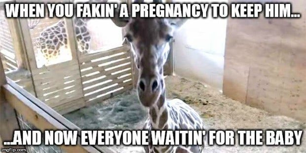 Memes About April The Giraffe That Will Make You LOL