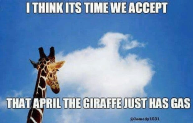 Memes About April The Giraffe That Will Make You LOL