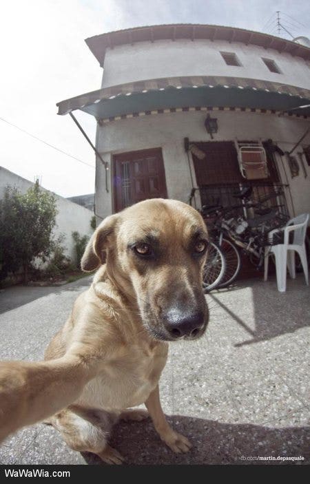 12 Animals Trying To Land A Date With Amazing Selfies | YourTango