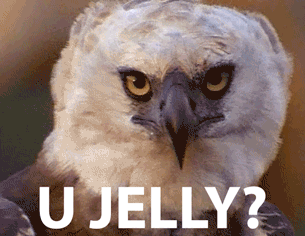 Owl shaking its head asking if u jelly