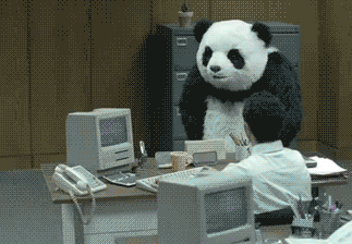 angry panda rage office mad