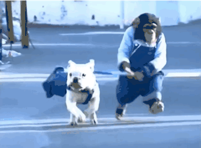 pug on leash being walked by monkey