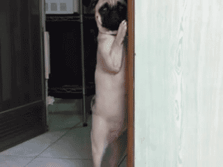 pug standing in doorway sneaking away 6