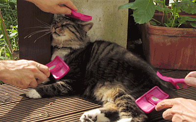 brushing pet cat