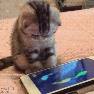 cat playing on phone