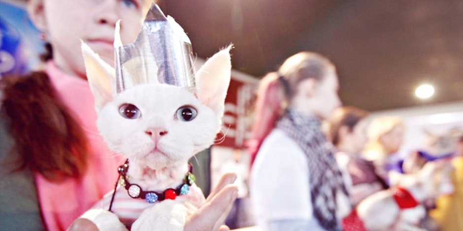 Cat Halloween Costume Cat Halloween Costume