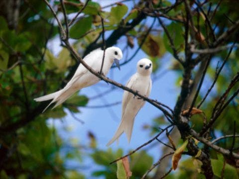 doves doves
