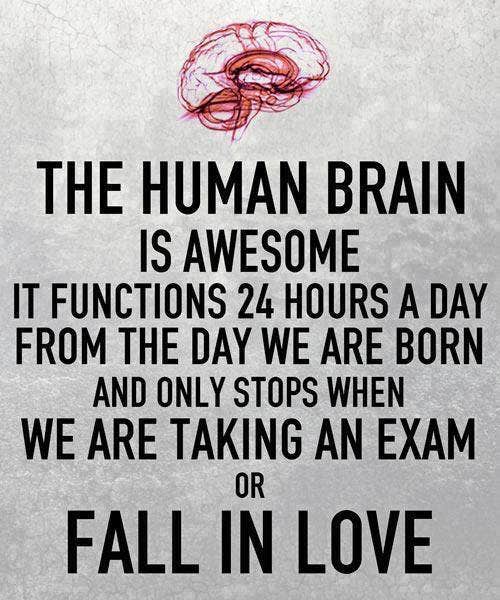 human brain on love meme