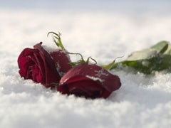two roses in the snow