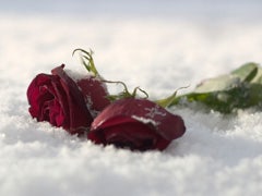 Is January Really "Divorce Month"? two roses in the snow