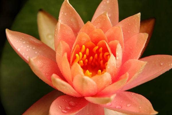 aries zodiac flower lotus