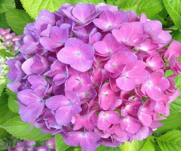 libra zodiac flower hydrangeas