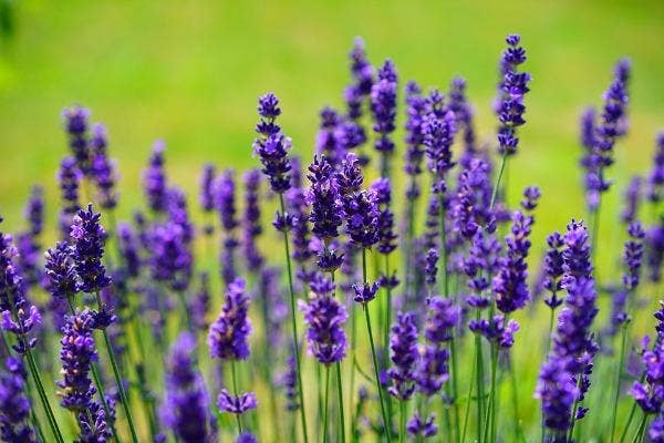 gemini zodiac flower lavender