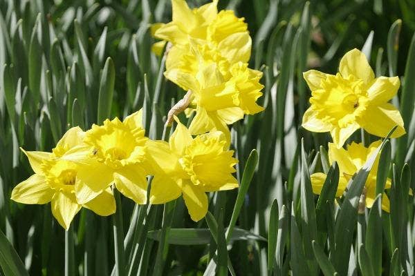 pisces zodiac flower daffodil