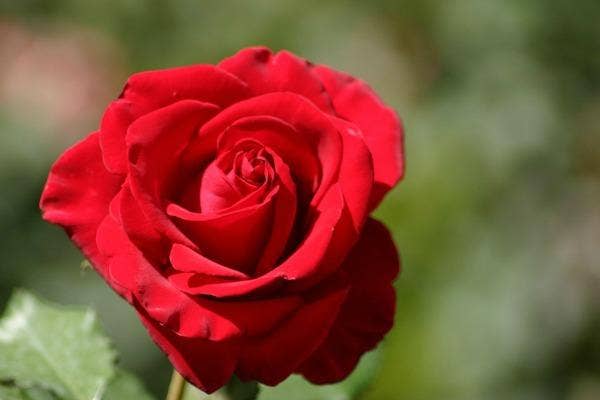 sagittarius zodiac flower rose