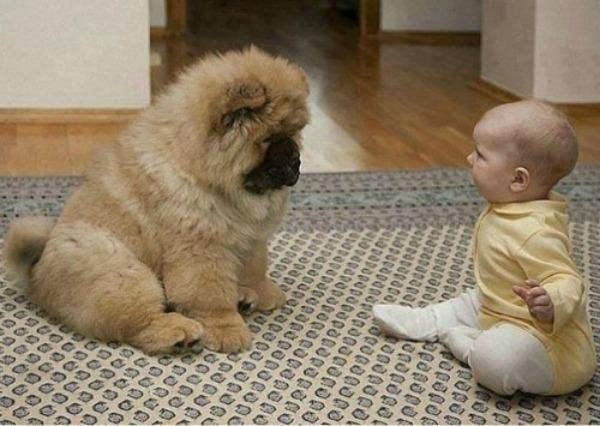 furry puppy and baby