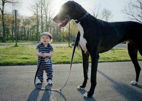 little kid with big dog