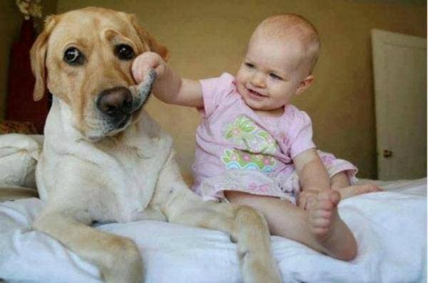 baby pulling dog&#039;s face