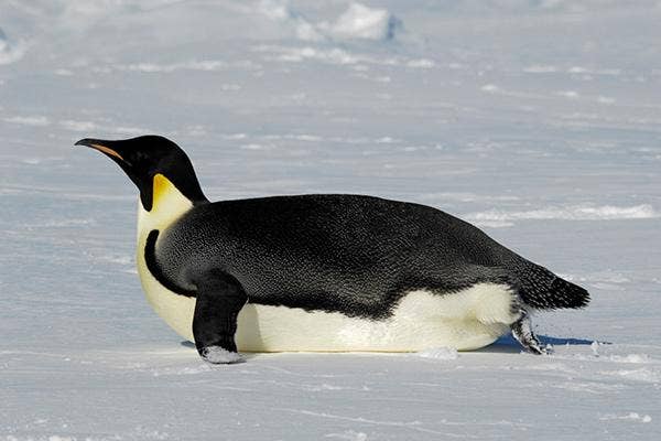 Emperor Penguins