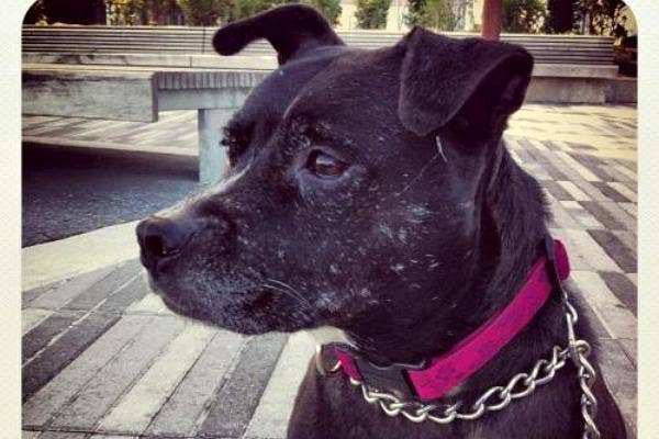 Love Animals? Volunteer At These Shelters And Make A Difference | YourTango Love Animals? Volunteer At These Shelters And Make A Difference | YourTango