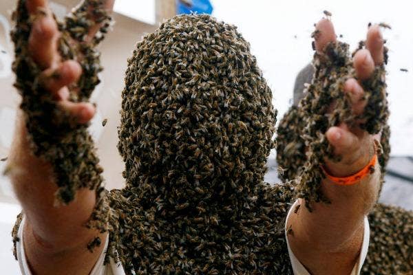 beard of bees