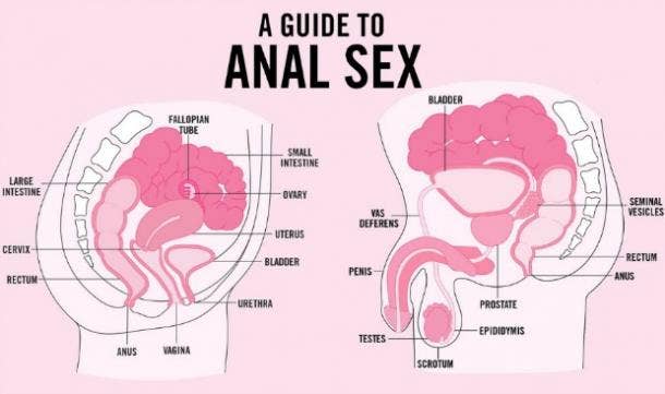 Anatomy Of Anal Sex