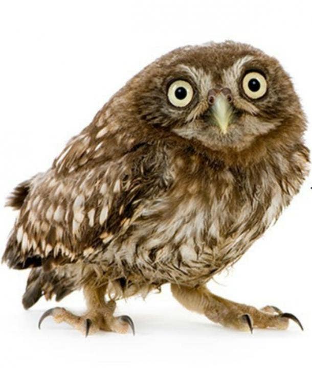 Image result for owl with white background