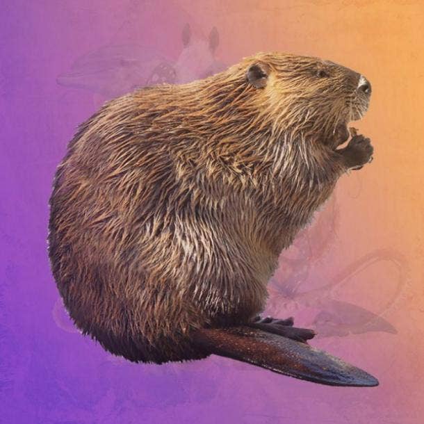 true self personality test beaver