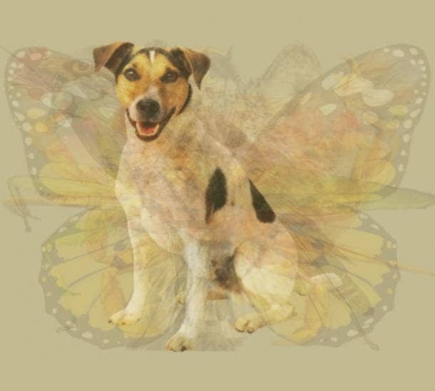 Picture personality test dog