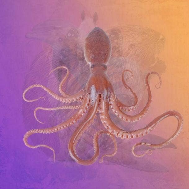 true self personality test octopus