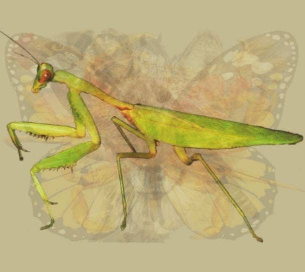 Picture personality test praying mantis