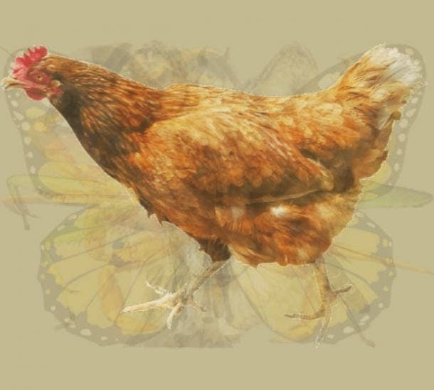 Picture personality test rooster