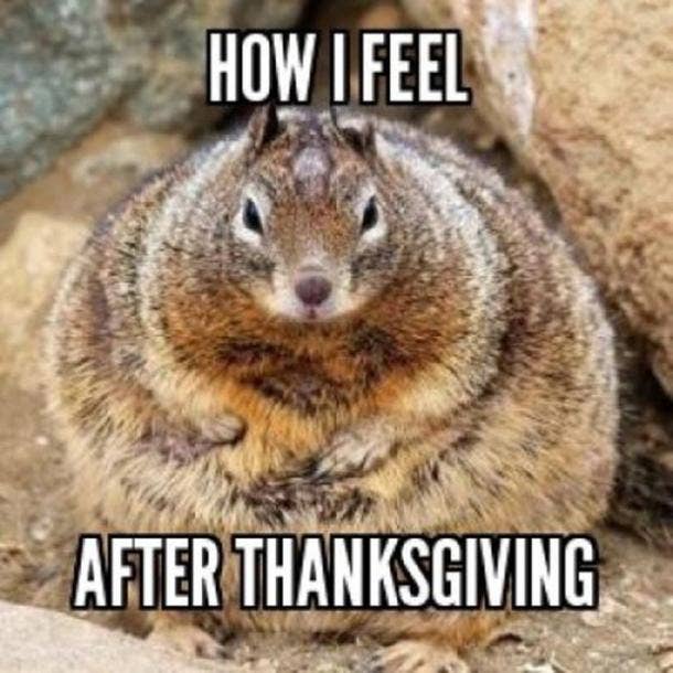 Funny Thanksgiving meme with fat squirrel.