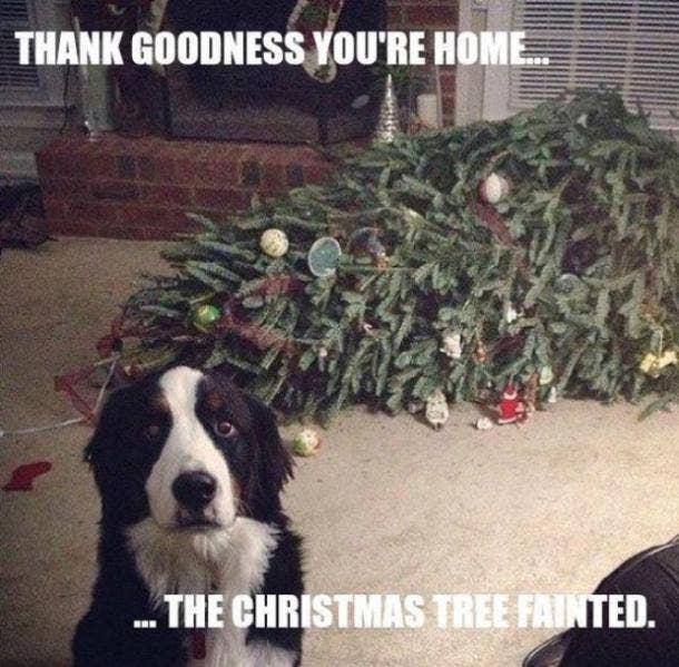 funny Christmas memes & quotes