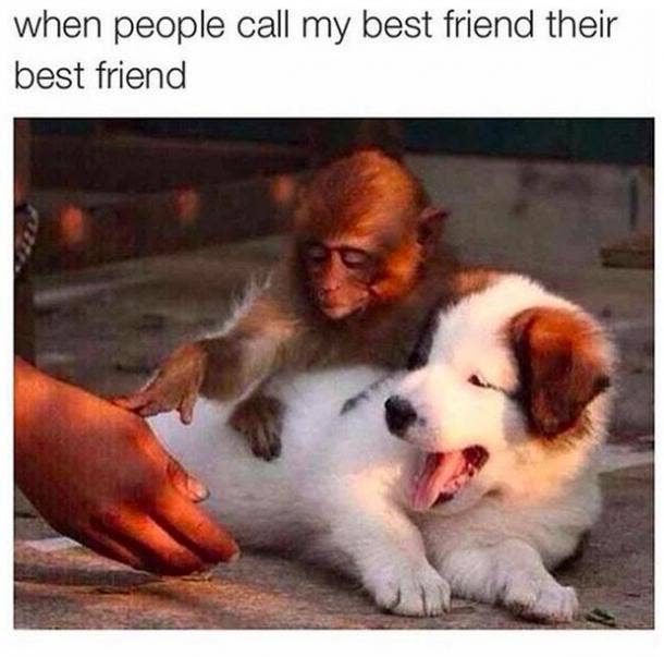 national best friends day meme