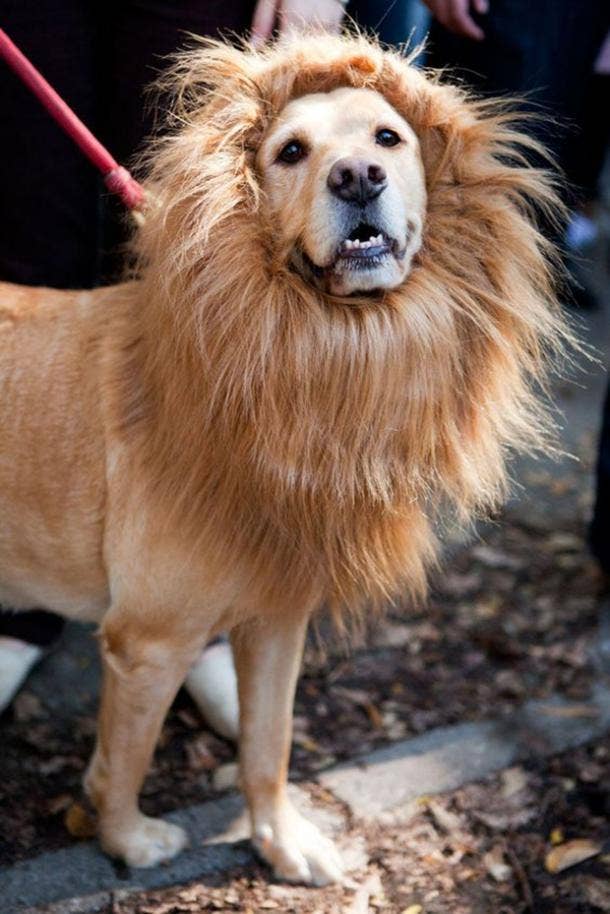 Halloween costumes for yellow labs cheap