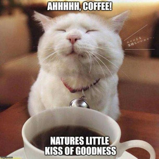 Cat coffee meme